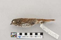 Passerella iliaca image