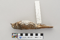 Passerella iliaca image