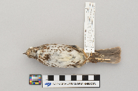 Passerella iliaca image