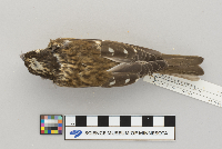 Pheucticus ludovicianus image