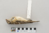Pheucticus ludovicianus image