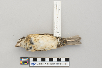 Pheucticus ludovicianus image