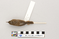 Troglodytes aedon image