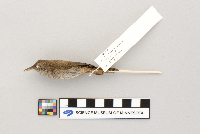 Troglodytes aedon image