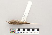 Troglodytes aedon image