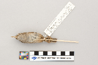 Troglodytes aedon image