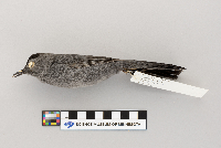 Dumetella carolinensis image