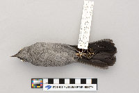 Dumetella carolinensis image