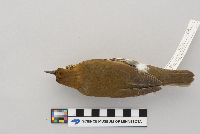 Hylocichla mustelina image