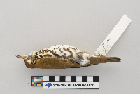 Hylocichla mustelina image