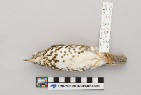 Hylocichla mustelina image