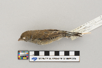 Passerina cyanea image