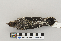 Sphyrapicus varius image