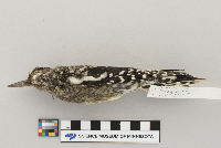 Sphyrapicus varius image
