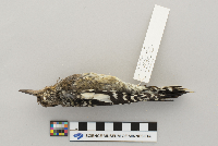 Sphyrapicus varius image