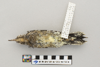 Sphyrapicus varius image