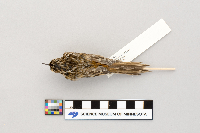 Certhia americana image