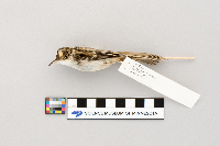 Certhia americana image