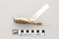 Certhia americana image