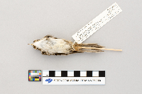 Certhia americana image