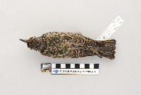 Sturnus vulgaris image