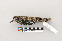 Sturnus vulgaris image