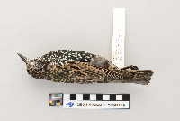 Sturnus vulgaris image
