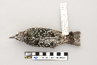 Sturnus vulgaris image