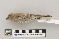 Carpodacus mexicanus image