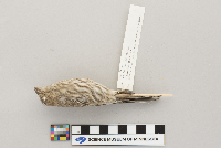 Carpodacus mexicanus image