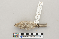 Carpodacus mexicanus image