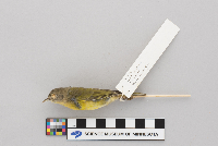 Vermivora ruficapilla image