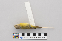 Vermivora ruficapilla image