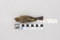 Dendroica coronata image