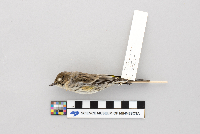 Dendroica coronata image
