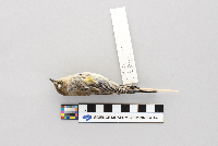Dendroica coronata image