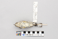 Dendroica coronata image