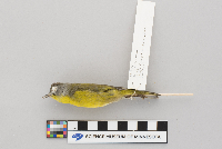 Vermivora ruficapilla image