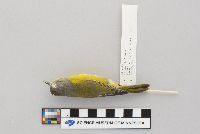 Vermivora ruficapilla image