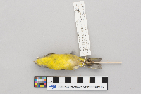 Vermivora ruficapilla image