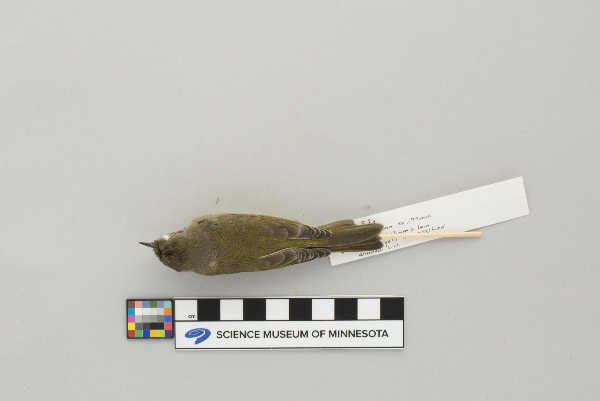 Vermivora celata image