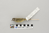 Vermivora celata image