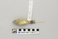 Vermivora celata image