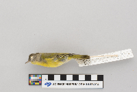 Vermivora ruficapilla image