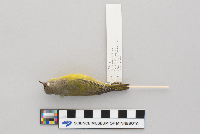 Vermivora ruficapilla image