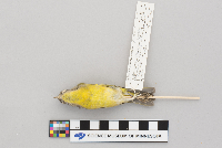 Vermivora ruficapilla image