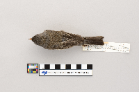 Junco hyemalis image