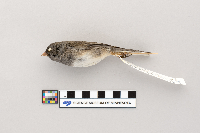 Junco hyemalis image