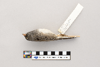 Junco hyemalis image