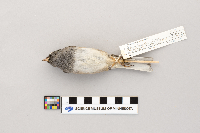 Junco hyemalis image